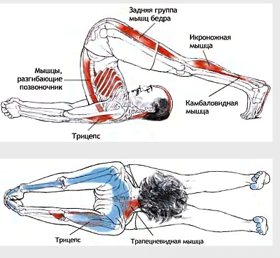 анатомия халасаны