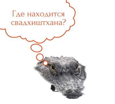 где находится свадхиштхана?