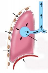 йогатерапия йогатерапія