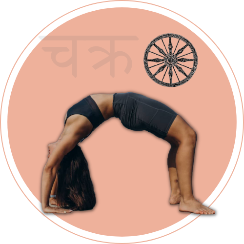 чакрасана, словарь асан йоги, chkrasana