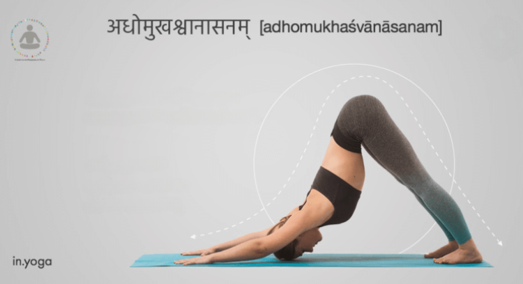 adho mukho svanasana surya namaskar